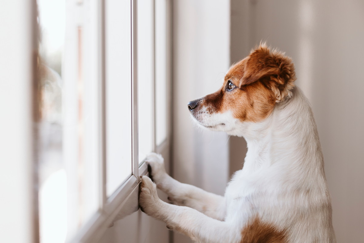窓から景色を眺める犬