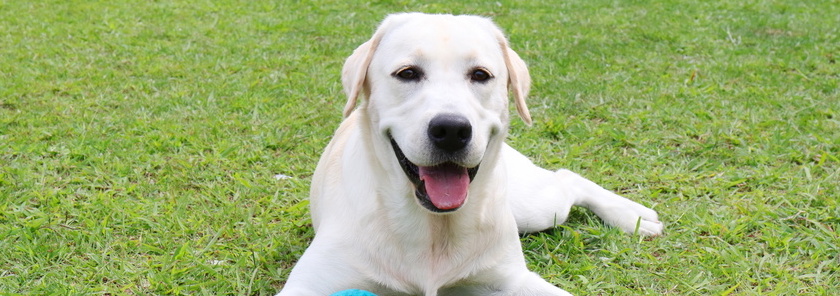 盲導犬として大活躍「ラブラドール」の飼い方 – 横浜・関内の不動産・ペットシッターのご依頼なら&PET