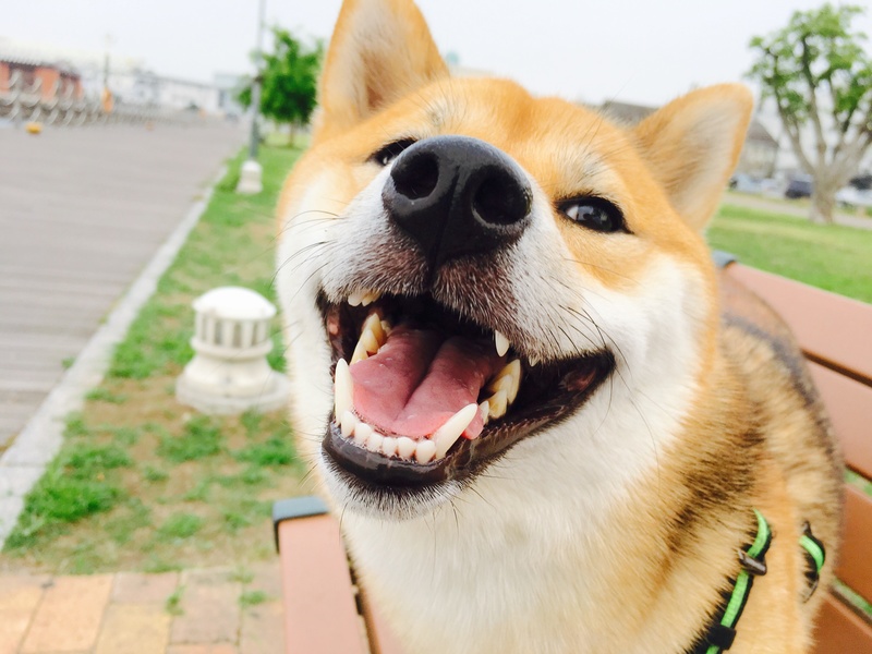 犬にとってリスクあり 歯周病 の注意点のまとめ 横浜 関内の不動産 ペットシッターのご依頼なら Pet