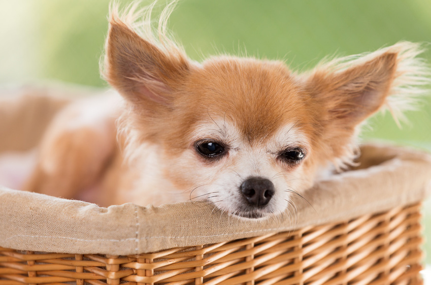 活発で可愛い 世界最小の犬 チワワ の飼い 横浜 関内の不動産 ペットシッターのご依頼なら Pet
