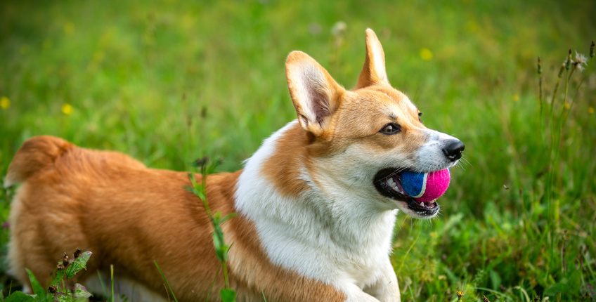 犬との ボール遊び を始める前に知っておきたい大切な３つのコト 横浜 関内の不動産 ペットシッターのご依頼なら Pet