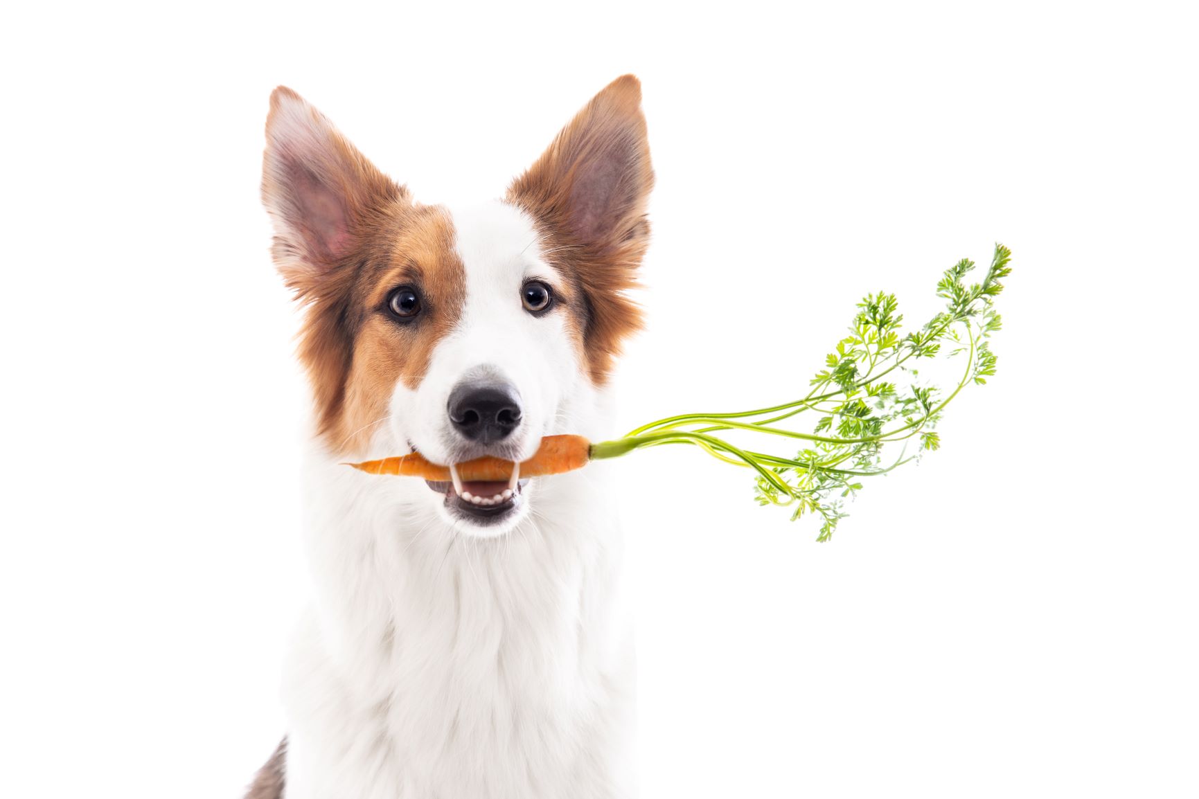 冬が旬の野菜 果物や定番食材 愛犬にあげてokな食べ物 ダメな物 横浜 関内の不動産 ペットシッターのご依頼なら Pet