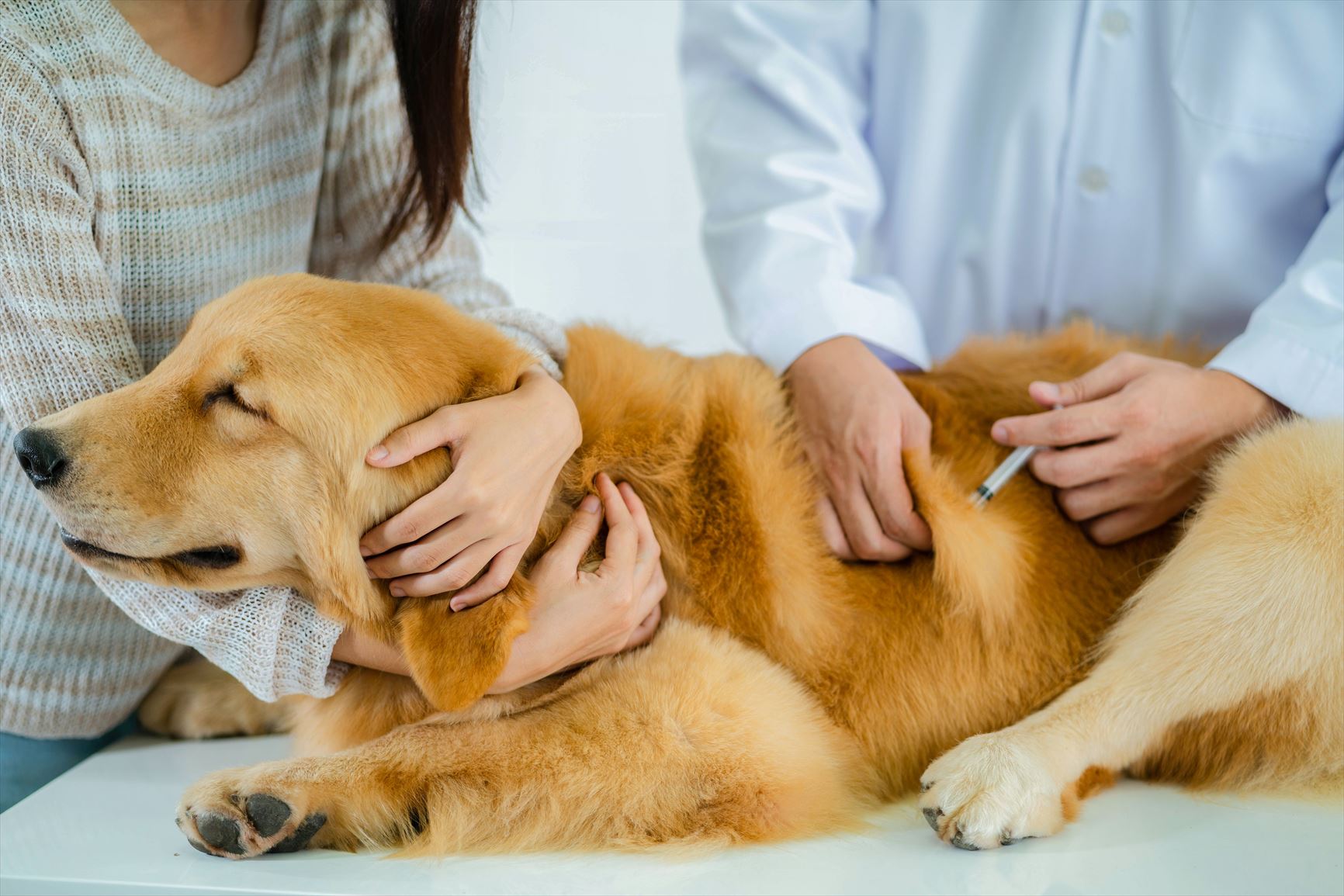 動物病院で注射を嫌がる犬のために 飼い主ができる4つのこと 横浜 関内の不動産 ペットシッターのご依頼なら Pet