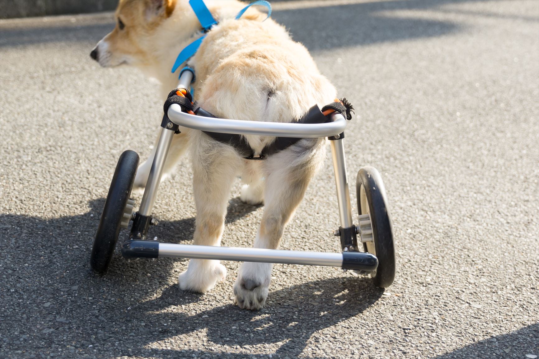 犬用車椅子は手作りできる？レンタルや購入はどこですれば良い？ – 横浜・関内の不動産・ペットシッターのご依頼なら&PET